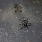 蚊に刺されてからの5分でわかる対処法4つをご紹介！